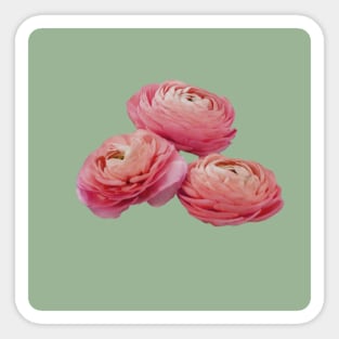 Three Pink Flowers Sticker